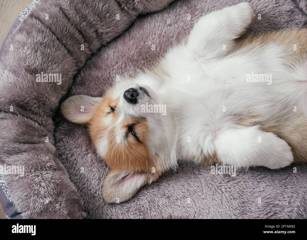 Pembroke gallois Corgi chiot dormant dans un panier Banque D'Images