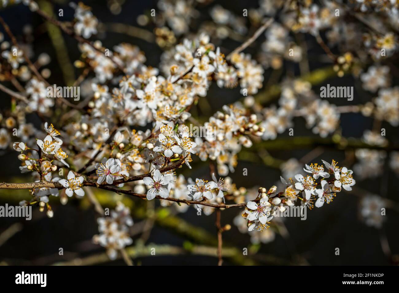Fleur blanche de l'arbre Amelanchier. Arbre à fleurs printanières Banque D'Images