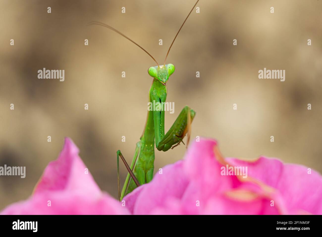 Vue rapprochée d'une mante de prière sur la fleur rose. (Mantis religiosa) Banque D'Images