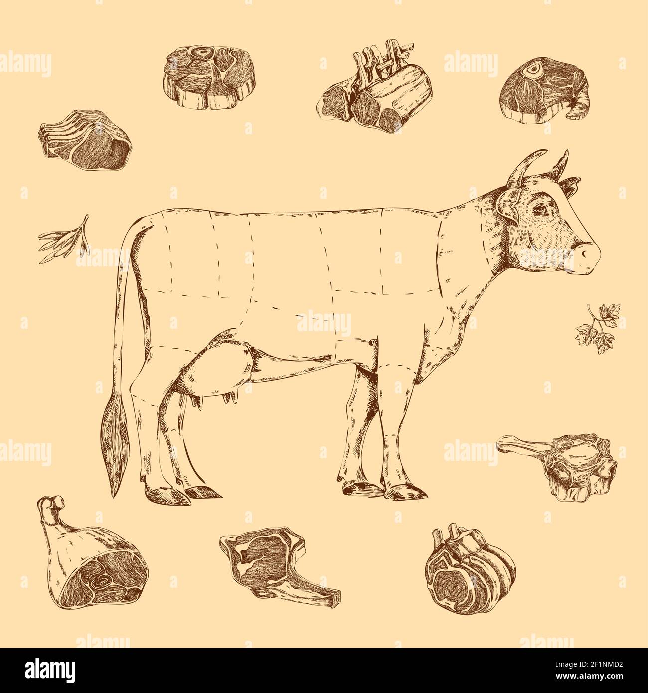 Viande dessin à la main de boucherie de boeuf avec la vache et lettrage aux herbes sur beige Illustration de Vecteur