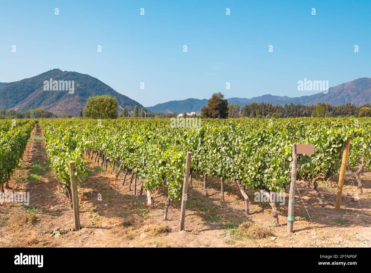 Cultures de vignes dans un vignoble de la vallée de Colchagua, Chili Banque D'Images