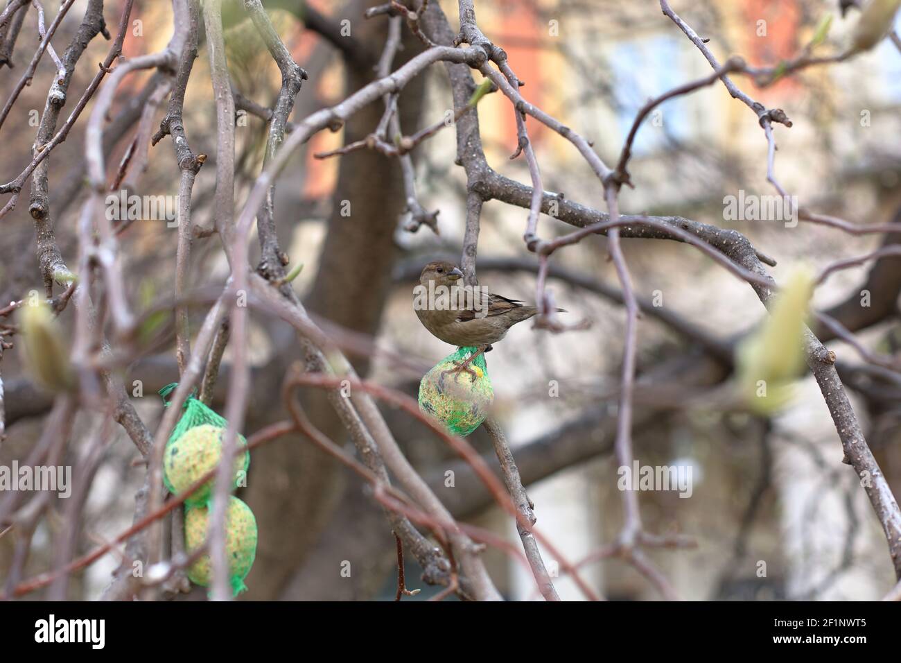 House Sparrow se trouve sur un mangeoire à oiseaux entre les branches d'un arbre dans la ville Banque D'Images