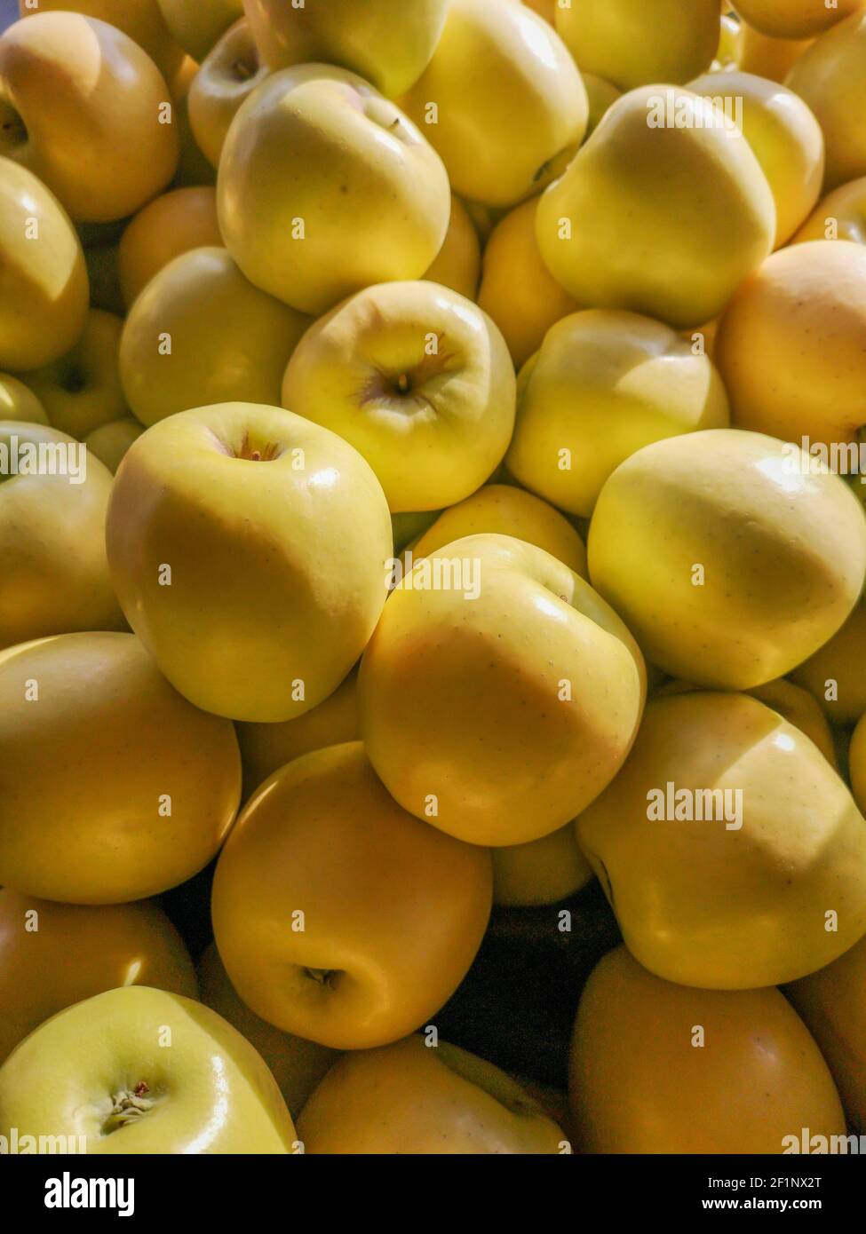 Pommes jaunes fraîches et biologiques sous la lumière du soleil avec des ombres dures. Fond de fruit naturel. Banque D'Images