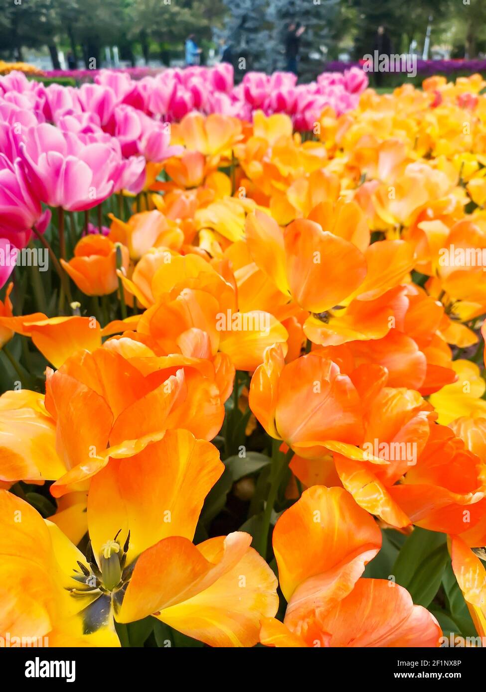 Nombreux tulipes romantiques et de saison. Un champ de fleurs jaunes et roses. Bouquet cadeau de printemps. Magnifique fond naturel à la lumière du jour Banque D'Images