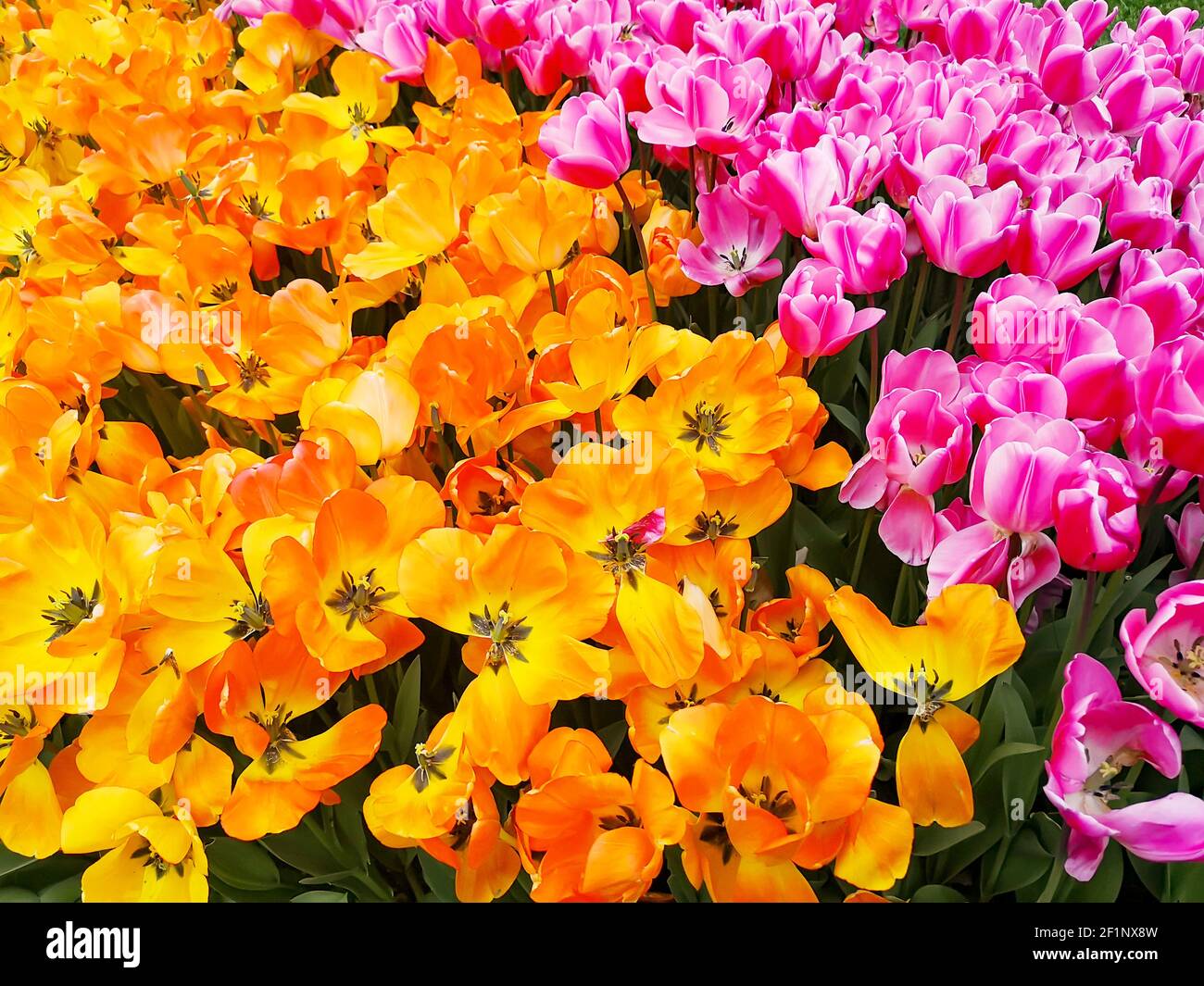 Nombreux tulipes romantiques et de saison. Un champ de fleurs orange et roses. Bouquet cadeau de printemps. Magnifique fond naturel à la lumière du jour Banque D'Images