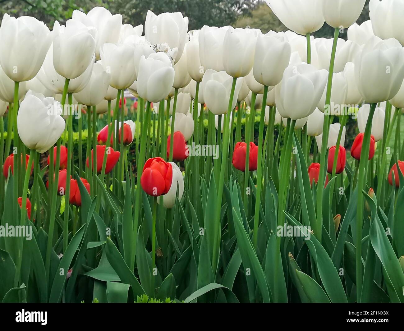 Nombreux tulipes romantiques et de saison. Un champ de fleurs blanches et rouges. Bouquet cadeau de printemps. Magnifique fond naturel à la lumière du jour Banque D'Images