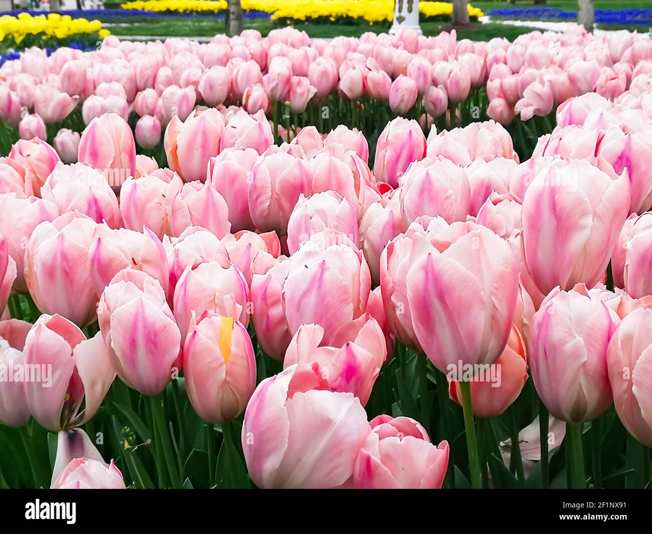 Nombreux tulipes romantiques et de saison. Un champ de fleurs roses et blanches. Bouquet cadeau de printemps. Magnifique fond naturel à la lumière du jour Banque D'Images