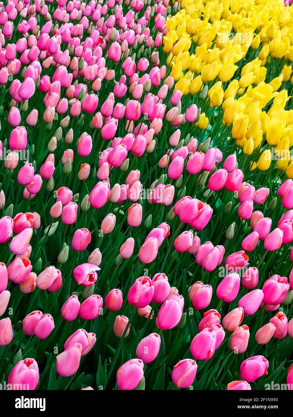 Nombreux tulipes romantiques et de saison. Un champ de fleurs roses et jaunes. Bouquet cadeau de printemps. Magnifique fond naturel à la lumière du jour Banque D'Images