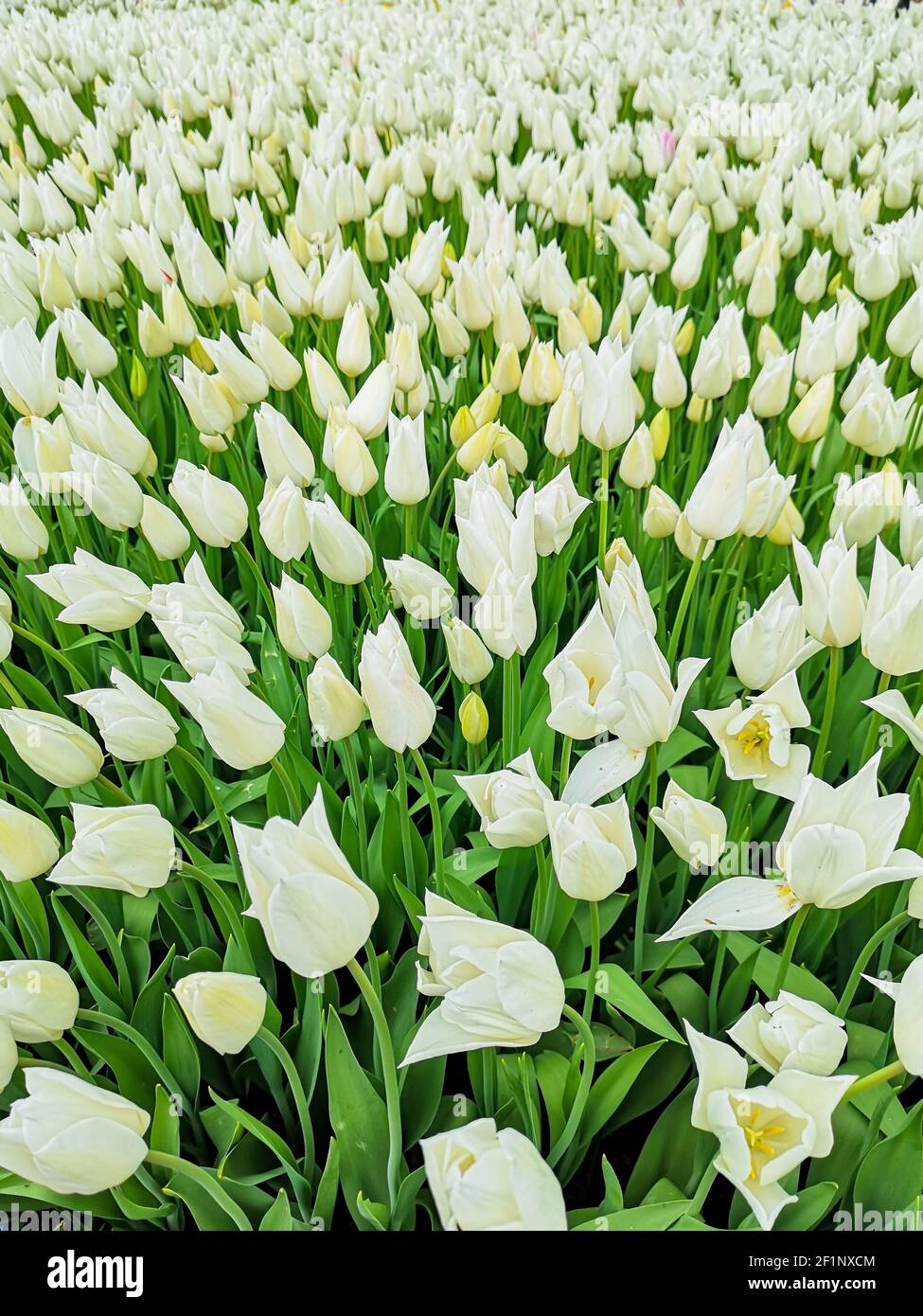 Nombreux tulipes romantiques et de saison. Un champ de fleurs blanches. Bouquet cadeau de printemps. Magnifique fond naturel à la lumière du jour Banque D'Images