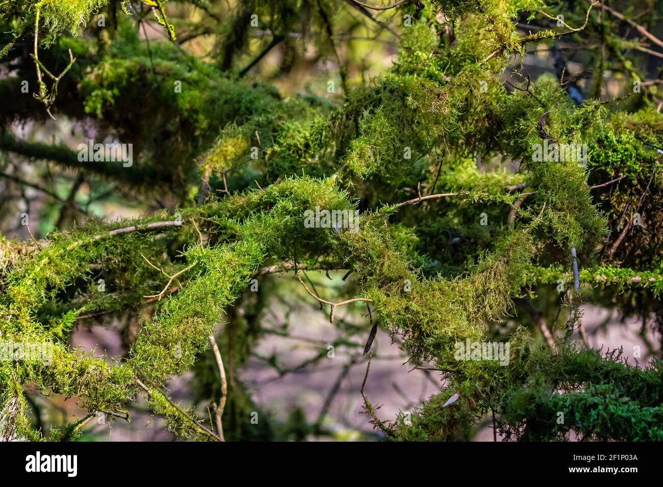 Gros plan de branches d'arbre couvertes de mousse verte luxuriante et les algues Banque D'Images