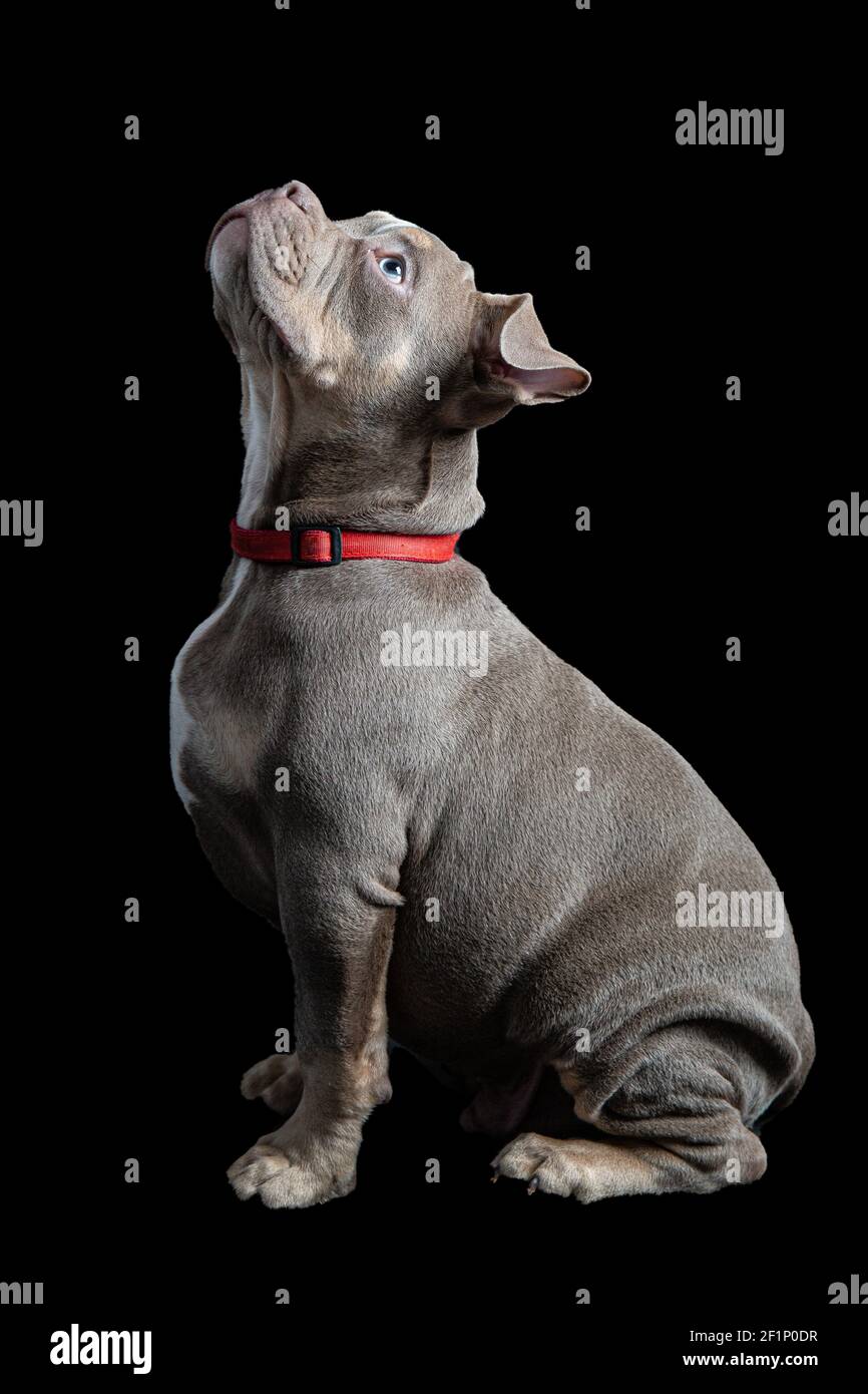 Chien de taureau français à la recherche Banque D'Images