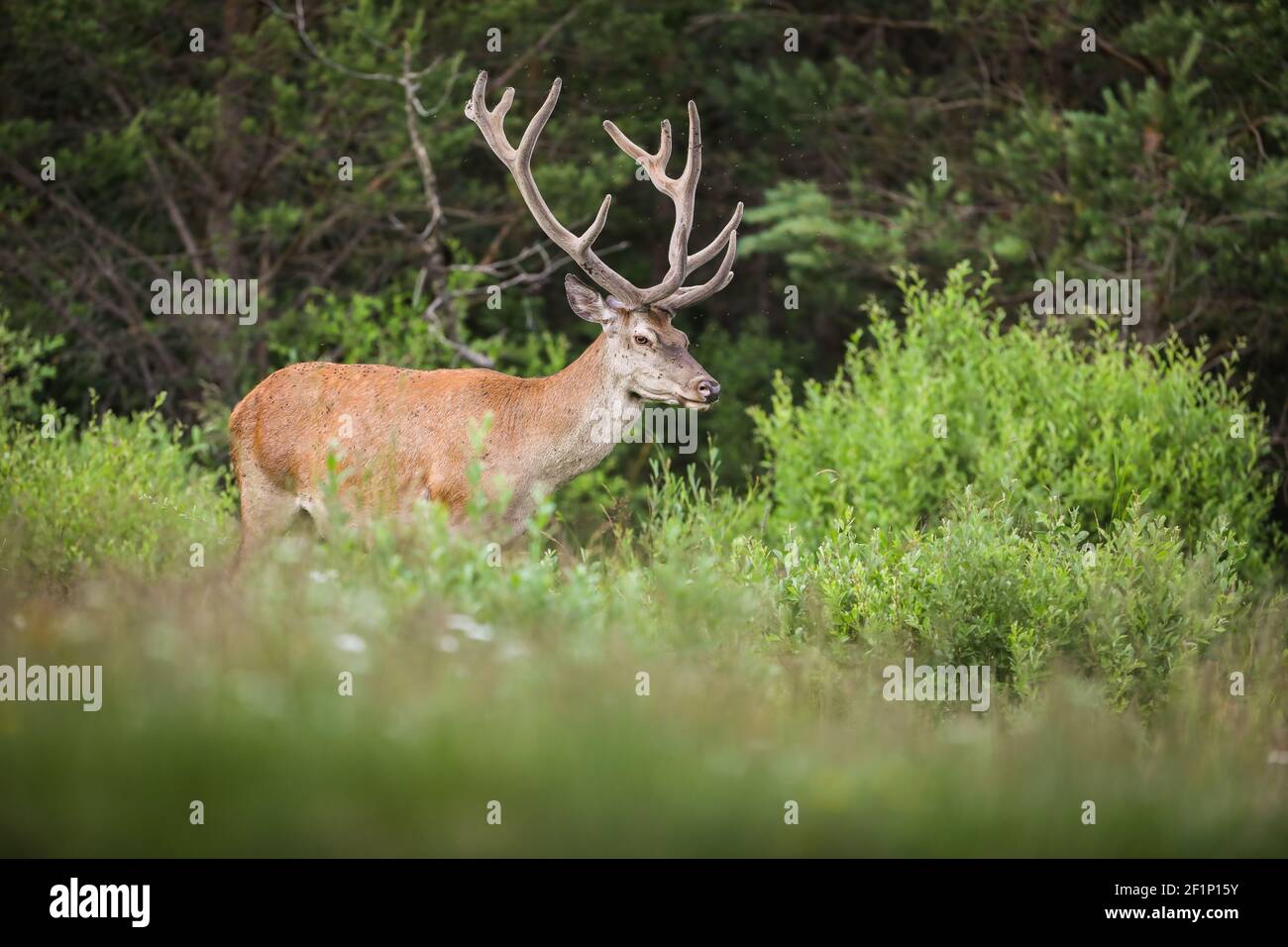 Cerf rouge debout dans la forêt au printemps nature Banque D'Images