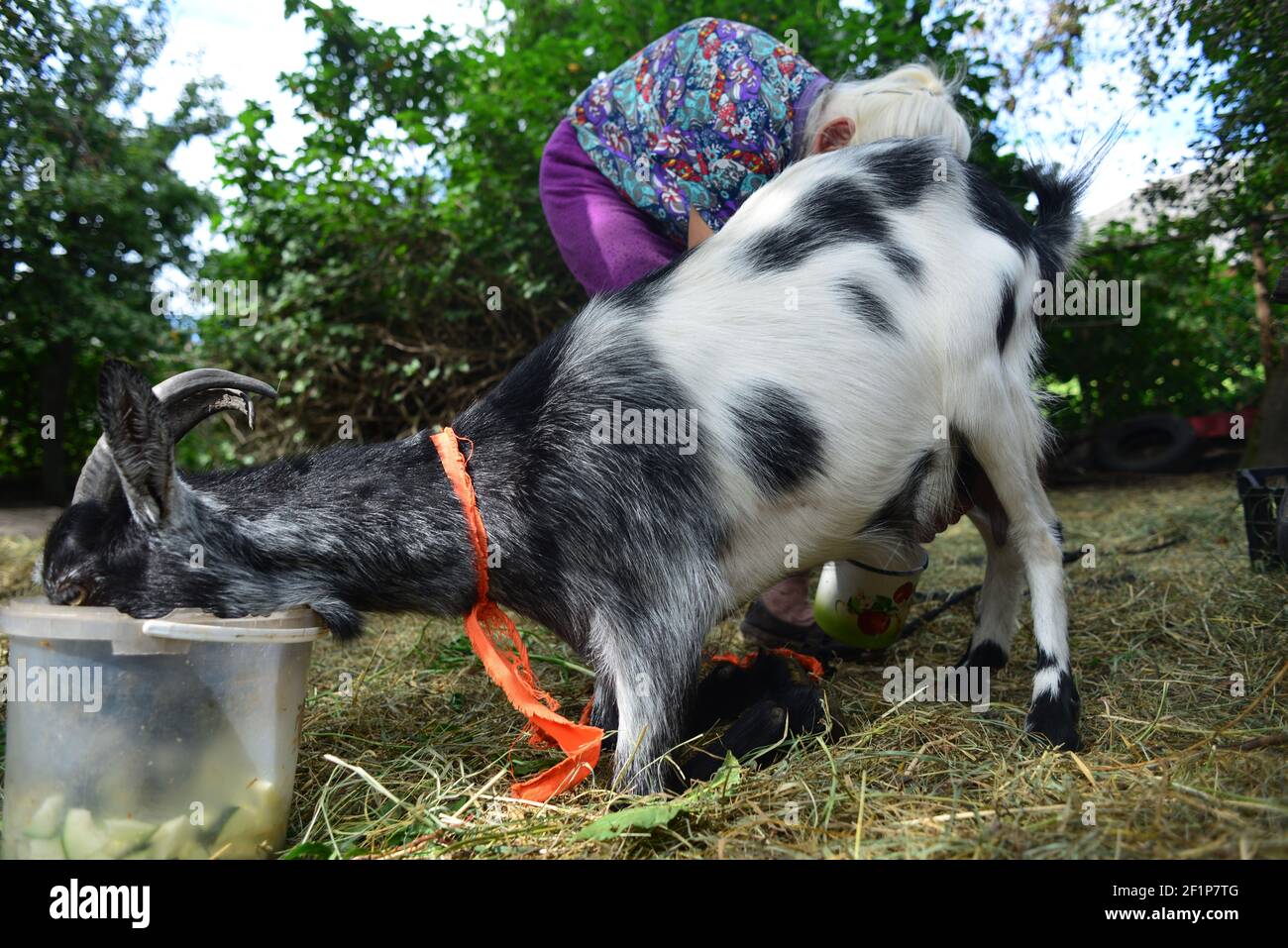 Chèvre traite par une femme âgée Banque D'Images