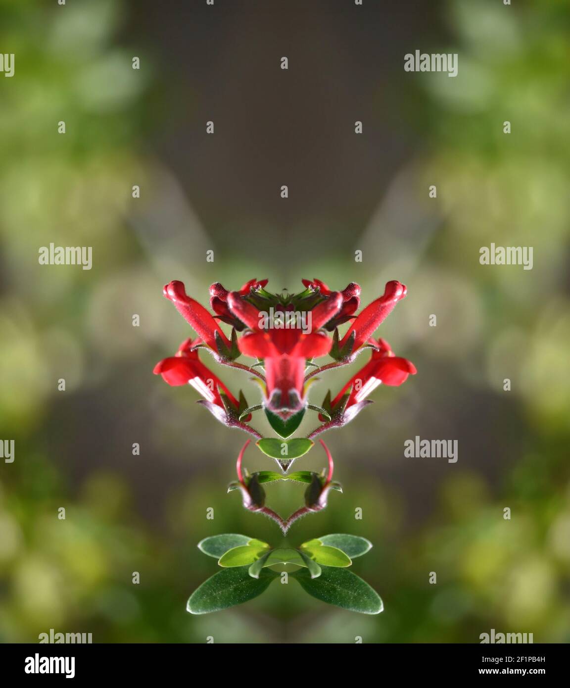 Galvezia speciosa (île snapdragon) plante ornementale avec des fleurs rouges en trompette et des feuilles brillantes sur une composition abstraite. Banque D'Images