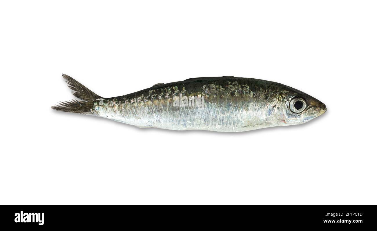 Une sardine fraîche isolée sur fond blanc Banque D'Images