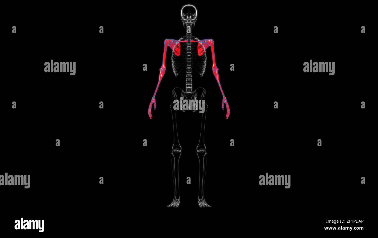 Squelette humain membres supérieurs Anatomie 3D Illustration Banque D'Images