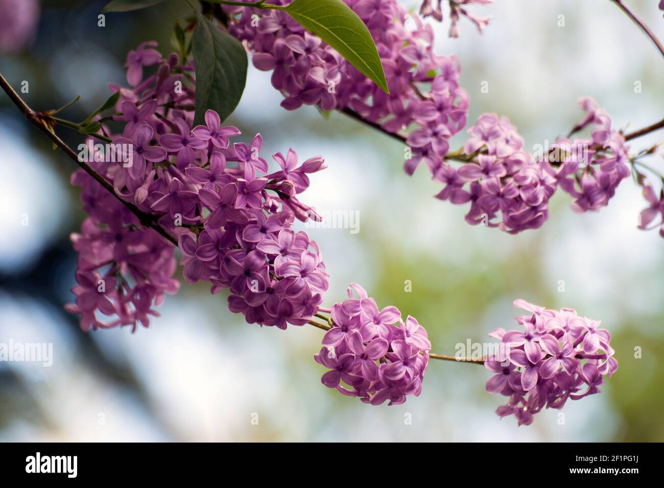 Lilas violet clair. Le lilas est une plante ornementale très populaire dans  les jardins et les parcs, en raison de ses fleurs attrayantes et  douces-odorantes Photo Stock - Alamy