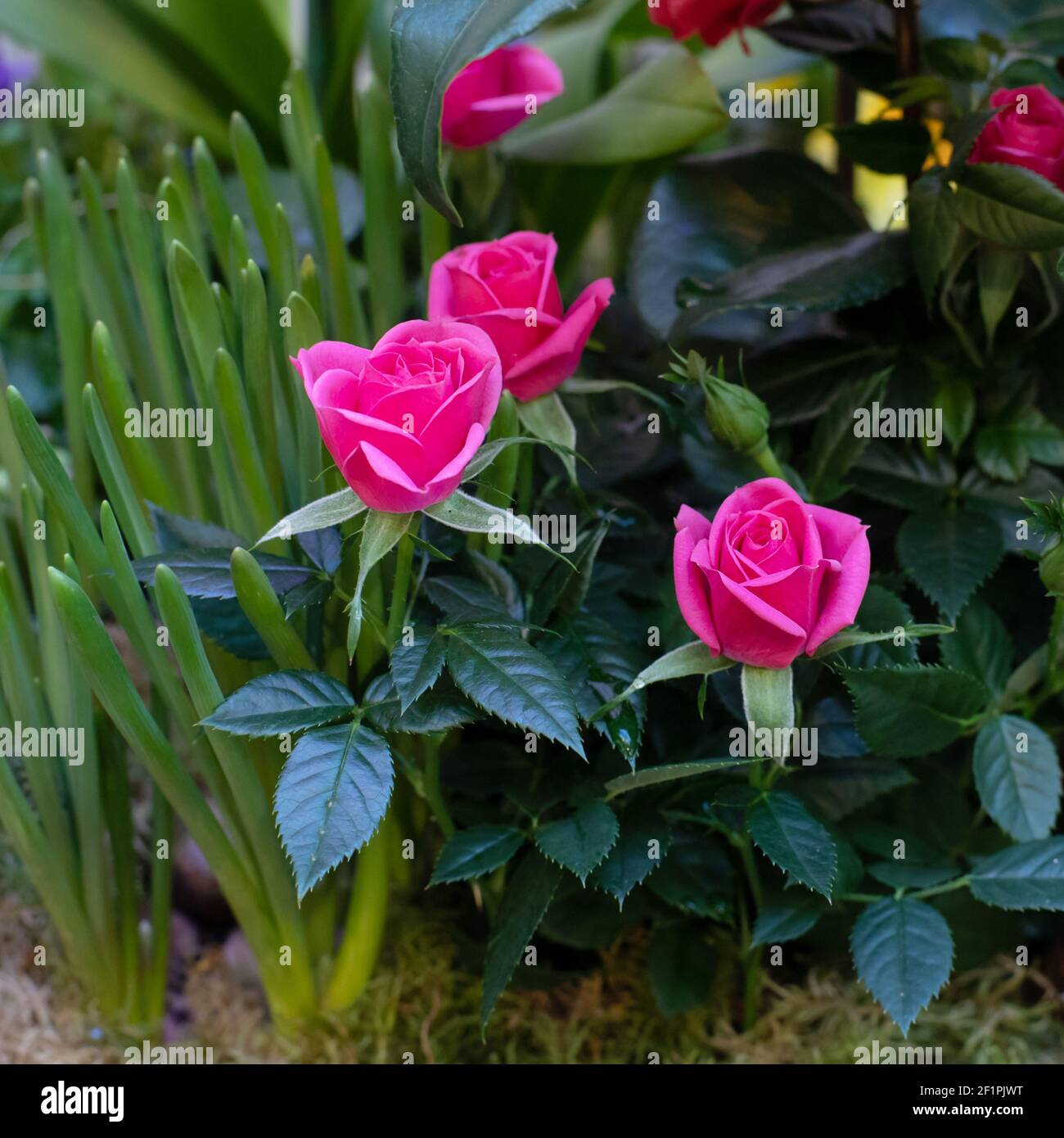 Un groupe de roses roses miniatures, une petite et belle compositiont florale de roses fraîches Banque D'Images