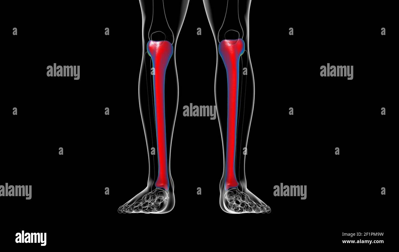 Anatomie du squelette humain Tibia Bone 3D Rendering for Medical ...