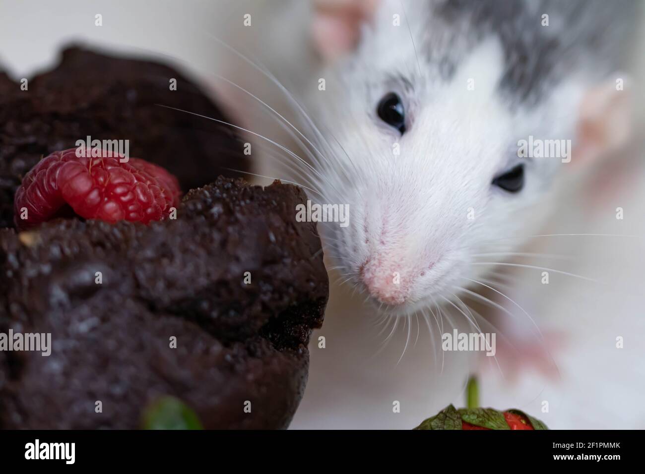 Un mignon et drôle de décoration blanc gris raies et veut manger un délicieux cupcake cuit ou muffin. Des fraises juteuses et des bleuets se trouvent à proximité. Banque D'Images