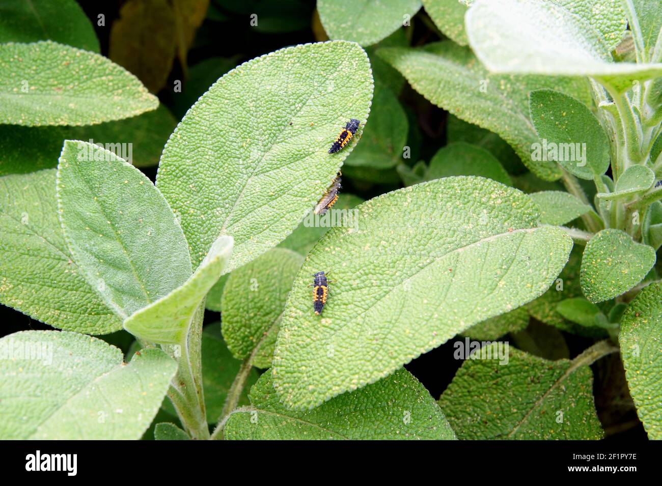 Coccinelle Larvae Banque D Image Et Photos Alamy
