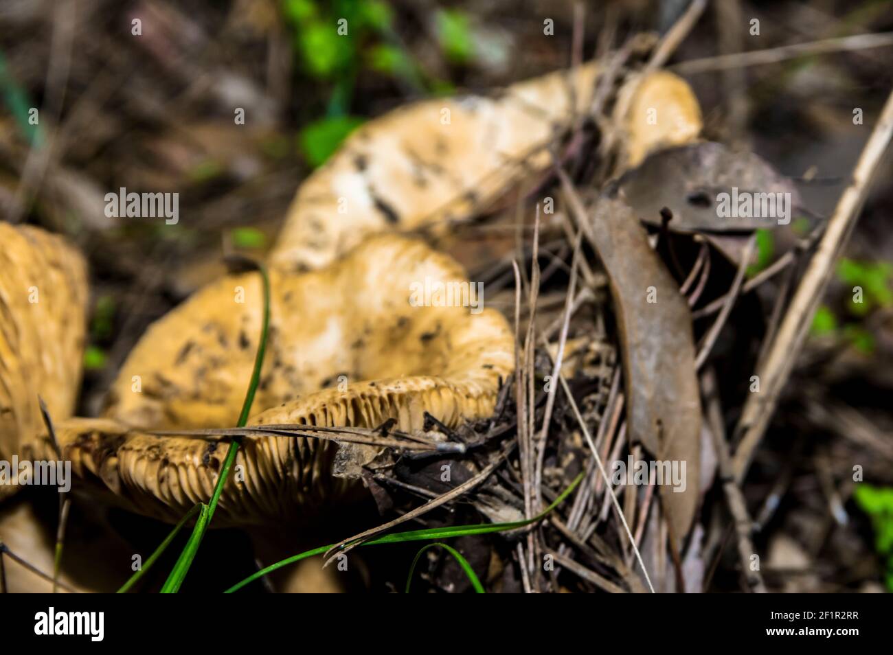 Macro gros plan photographie de champignons et de sous-croissance dans la nature Sardaigne Banque D'Images