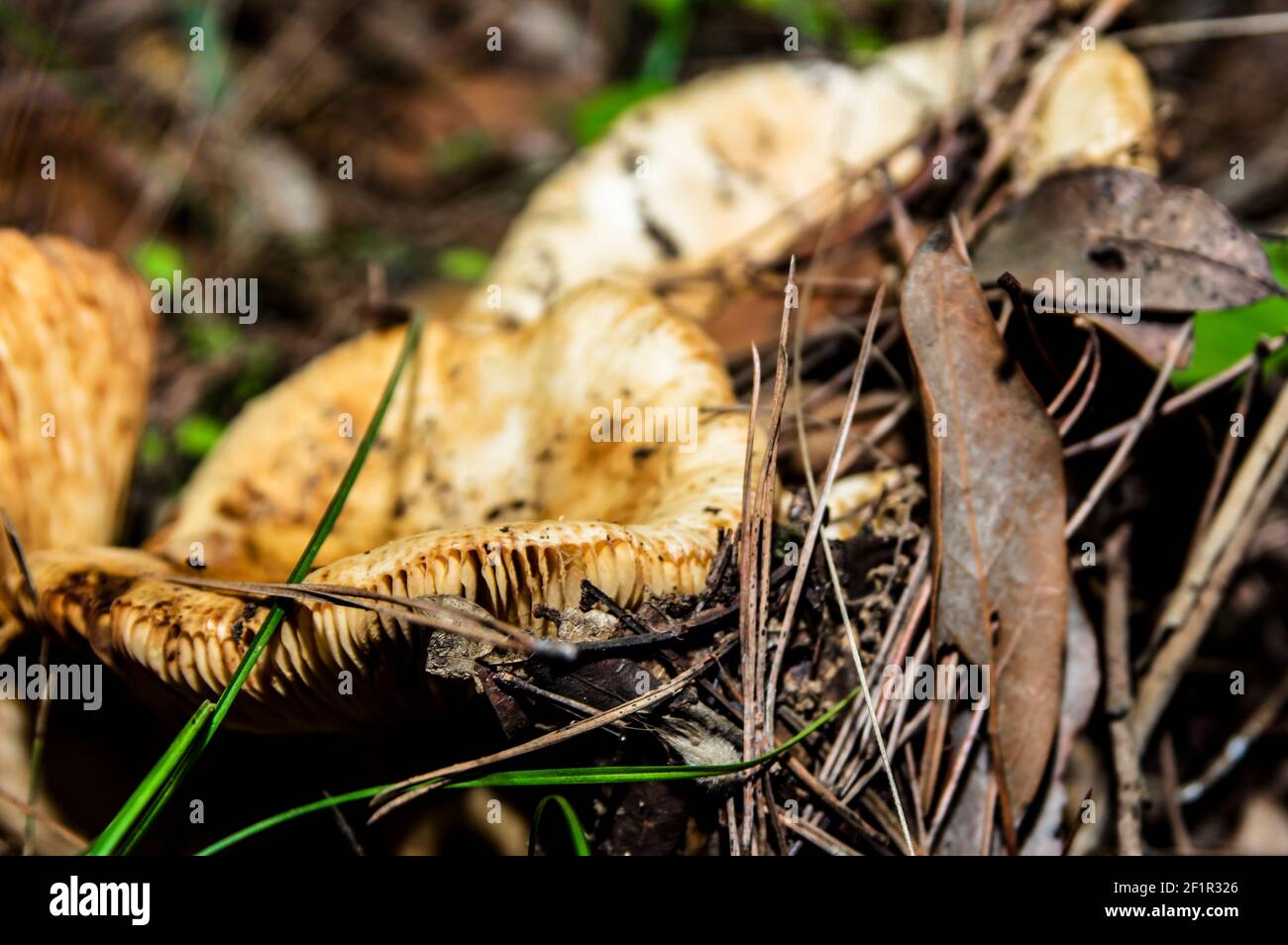 Macro gros plan photographie de champignons et de sous-croissance dans la nature Sardaigne Banque D'Images