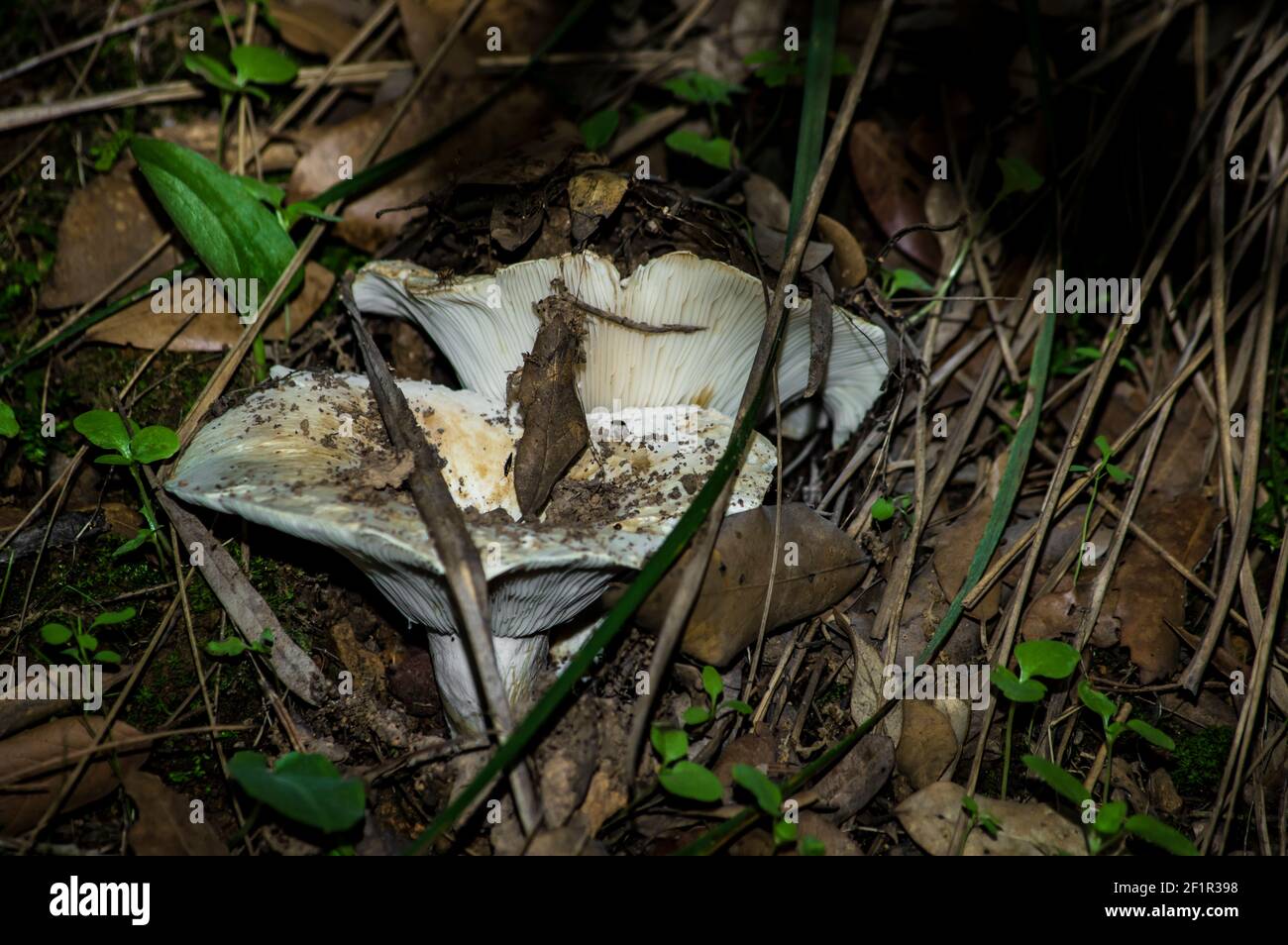 Macro gros plan photographie de champignons et de sous-croissance dans la nature Sardaigne Banque D'Images