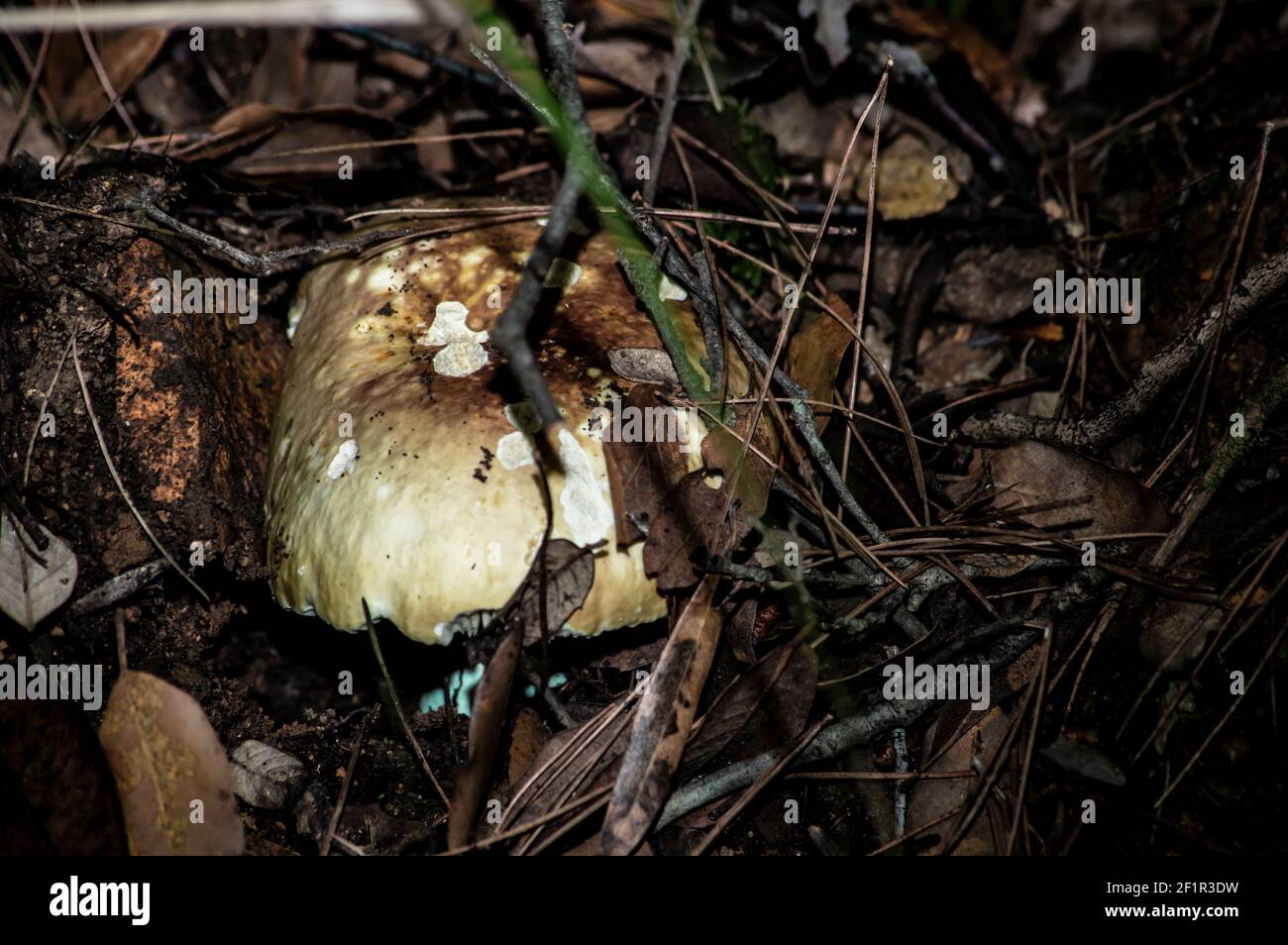 Macro gros plan photographie de champignons et de sous-croissance dans la nature Sardaigne Banque D'Images