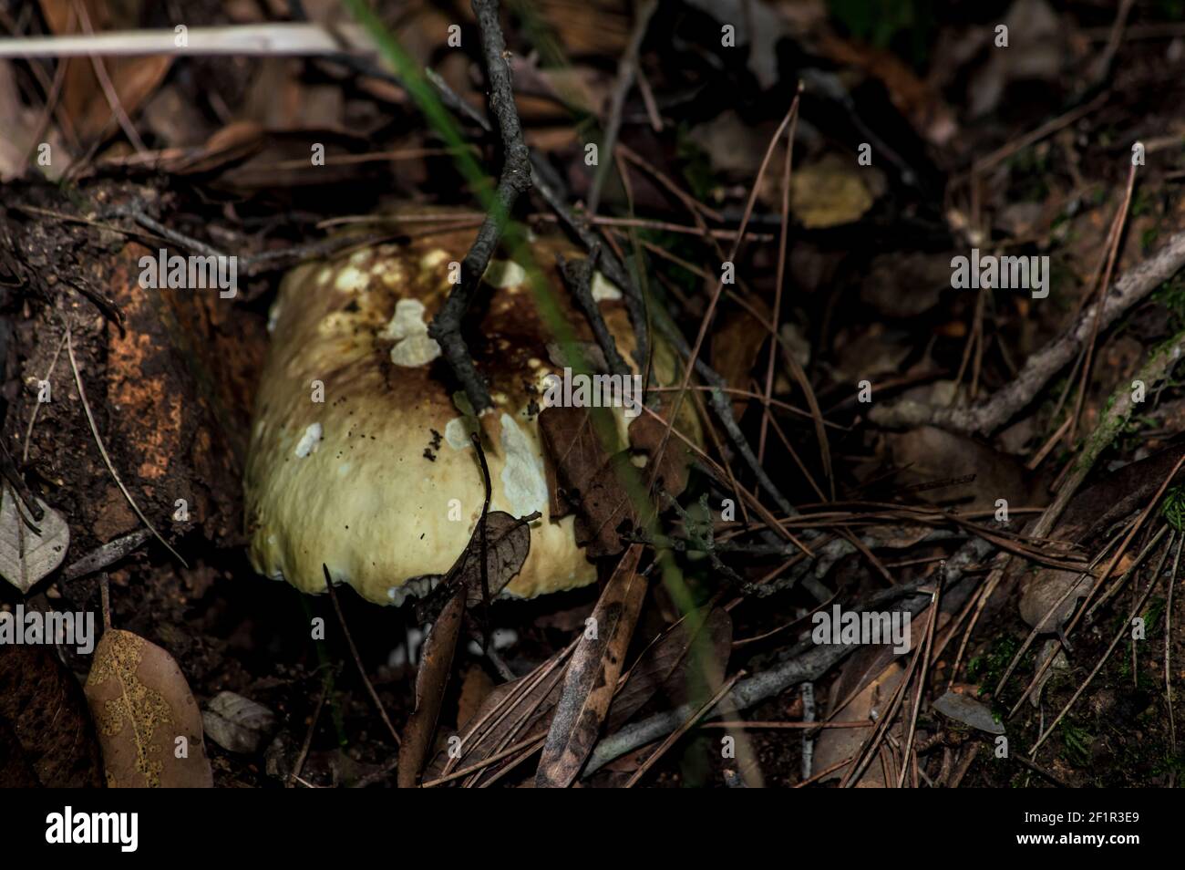 Macro gros plan photographie de champignons et de sous-croissance dans la nature Sardaigne Banque D'Images