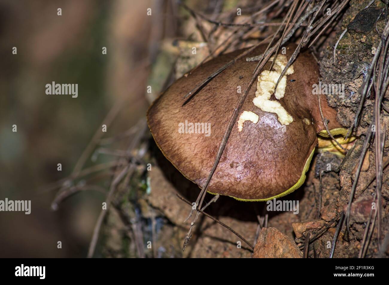 Macro gros plan photographie de champignons et de sous-croissance dans la nature Sardaigne Banque D'Images