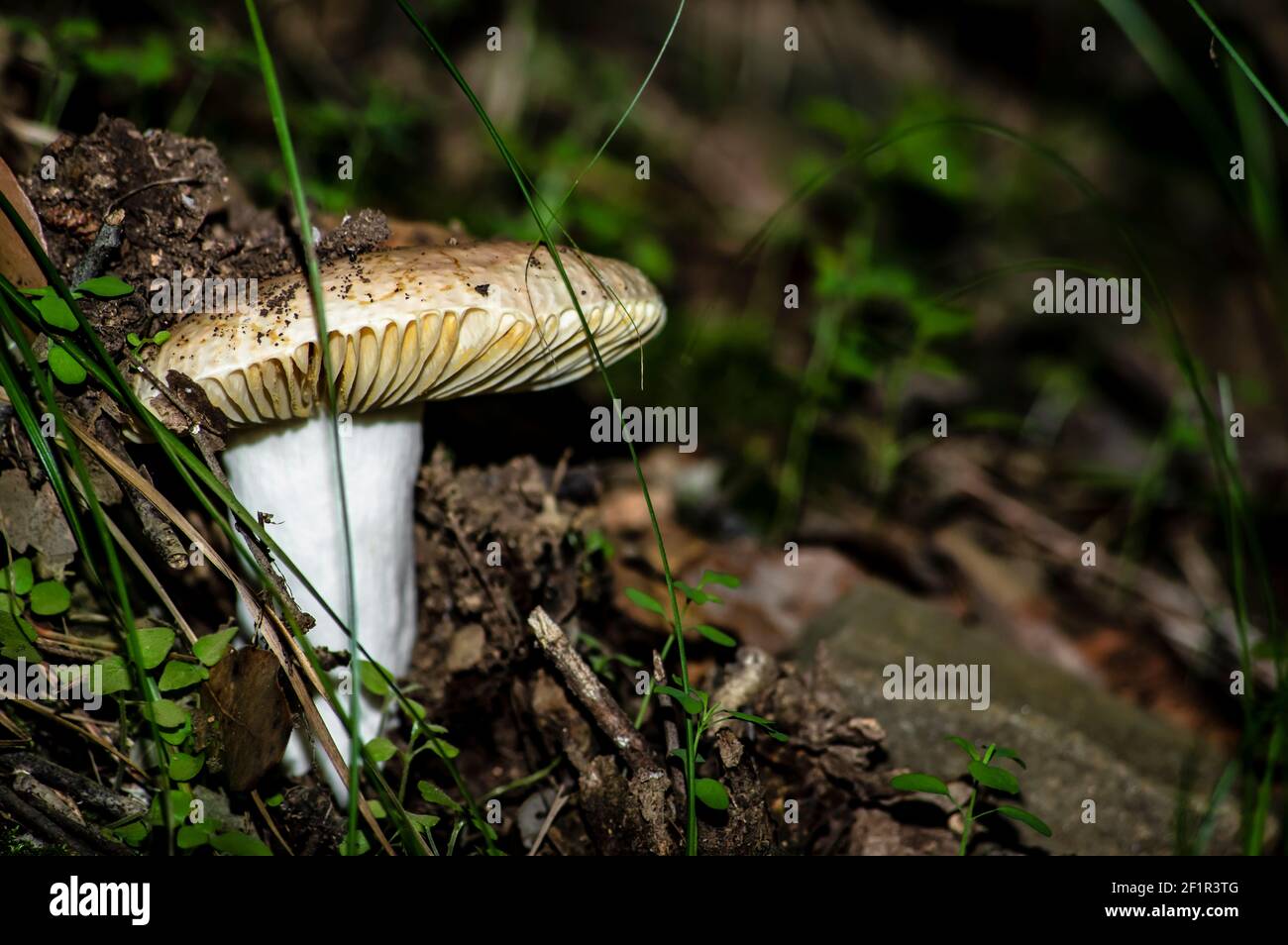 Macro gros plan photographie de champignons et de sous-croissance dans la nature Sardaigne Banque D'Images