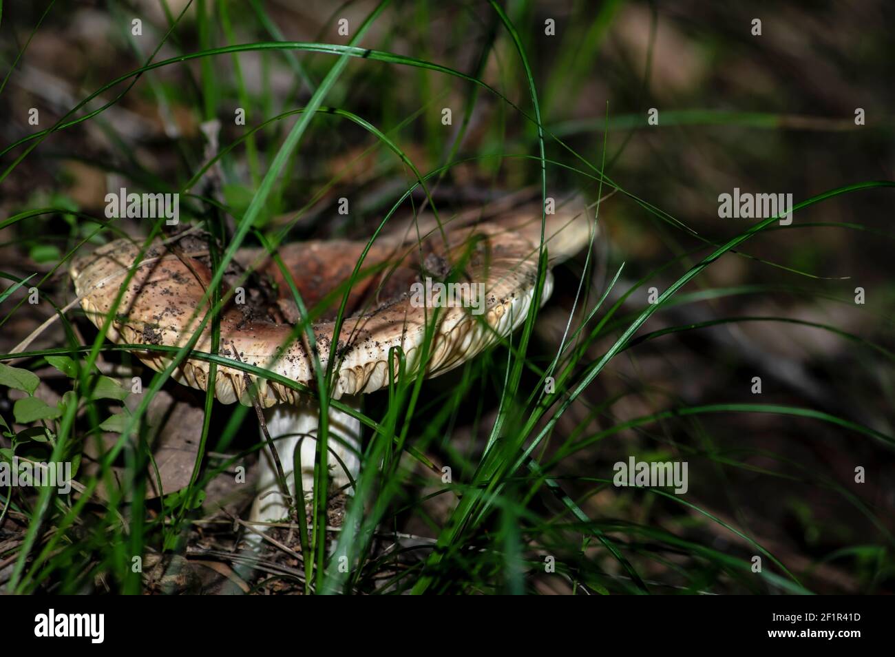 Macro gros plan photographie de champignons et de sous-croissance dans la nature Sardaigne Banque D'Images