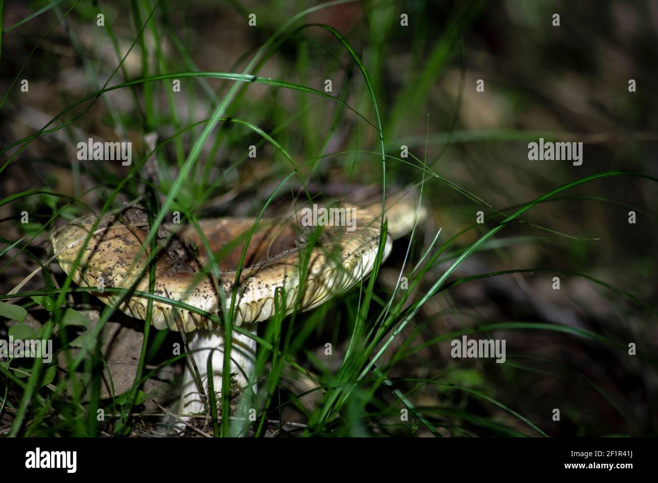 Macro gros plan photographie de champignons et de sous-croissance dans la nature Sardaigne Banque D'Images