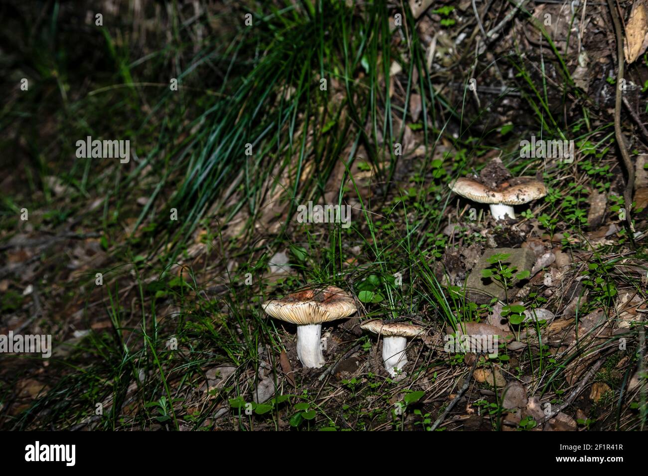 Macro gros plan photographie de champignons et de sous-croissance dans la nature Sardaigne Banque D'Images