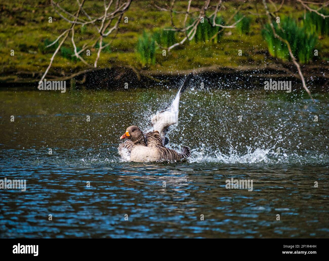 Paire d'oies graylag (Anser anser) nageant dans le lac en barbogeant dans l'eau pour nettoyer les plumes, Gosford Estate, East Lothian, Écosse, Royaume-Uni Banque D'Images