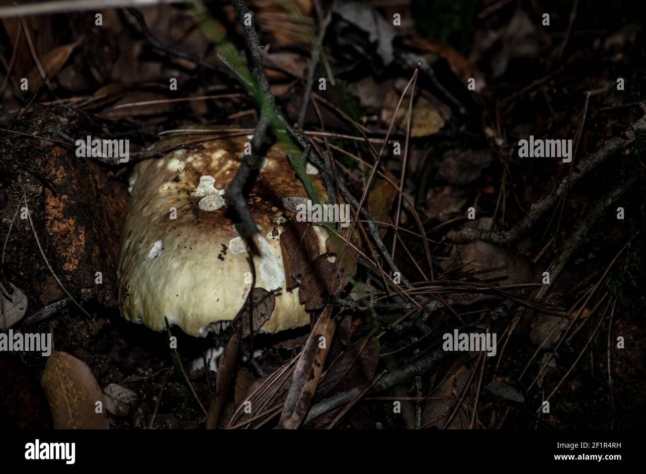 Macro gros plan photographie de champignons et de sous-croissance dans la nature Sardaigne Banque D'Images