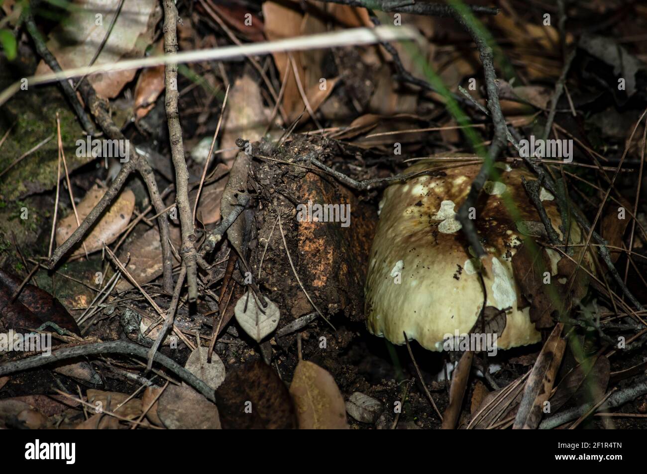 Macro gros plan photographie de champignons et de sous-croissance dans la nature Sardaigne Banque D'Images