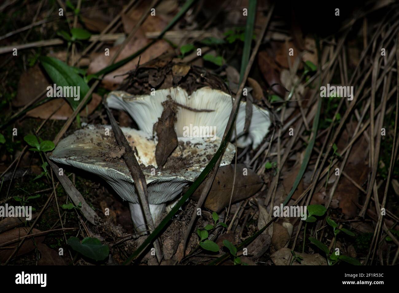 Macro gros plan photographie de champignons et de sous-croissance dans la nature Sardaigne Banque D'Images