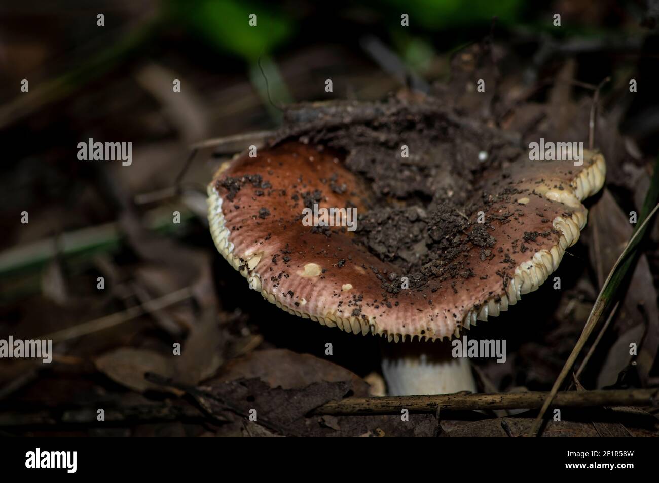 Macro gros plan photographie de champignons et de sous-croissance dans la nature Sardaigne Banque D'Images