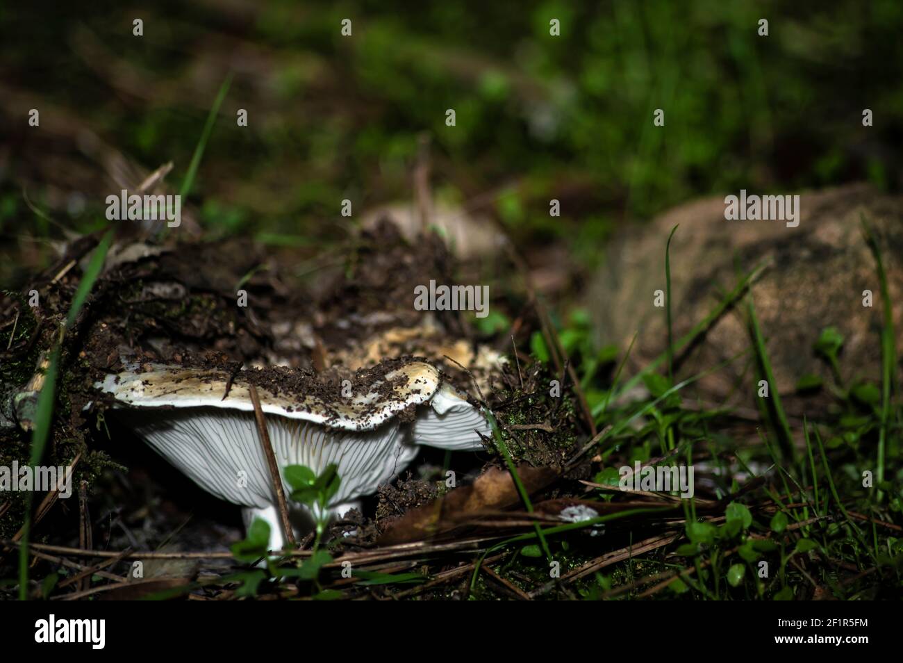 Macro gros plan photographie de champignons et de sous-croissance dans la nature Sardaigne Banque D'Images