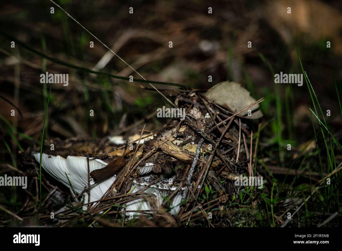 Macro gros plan photographie de champignons et de sous-croissance dans la nature Sardaigne Banque D'Images