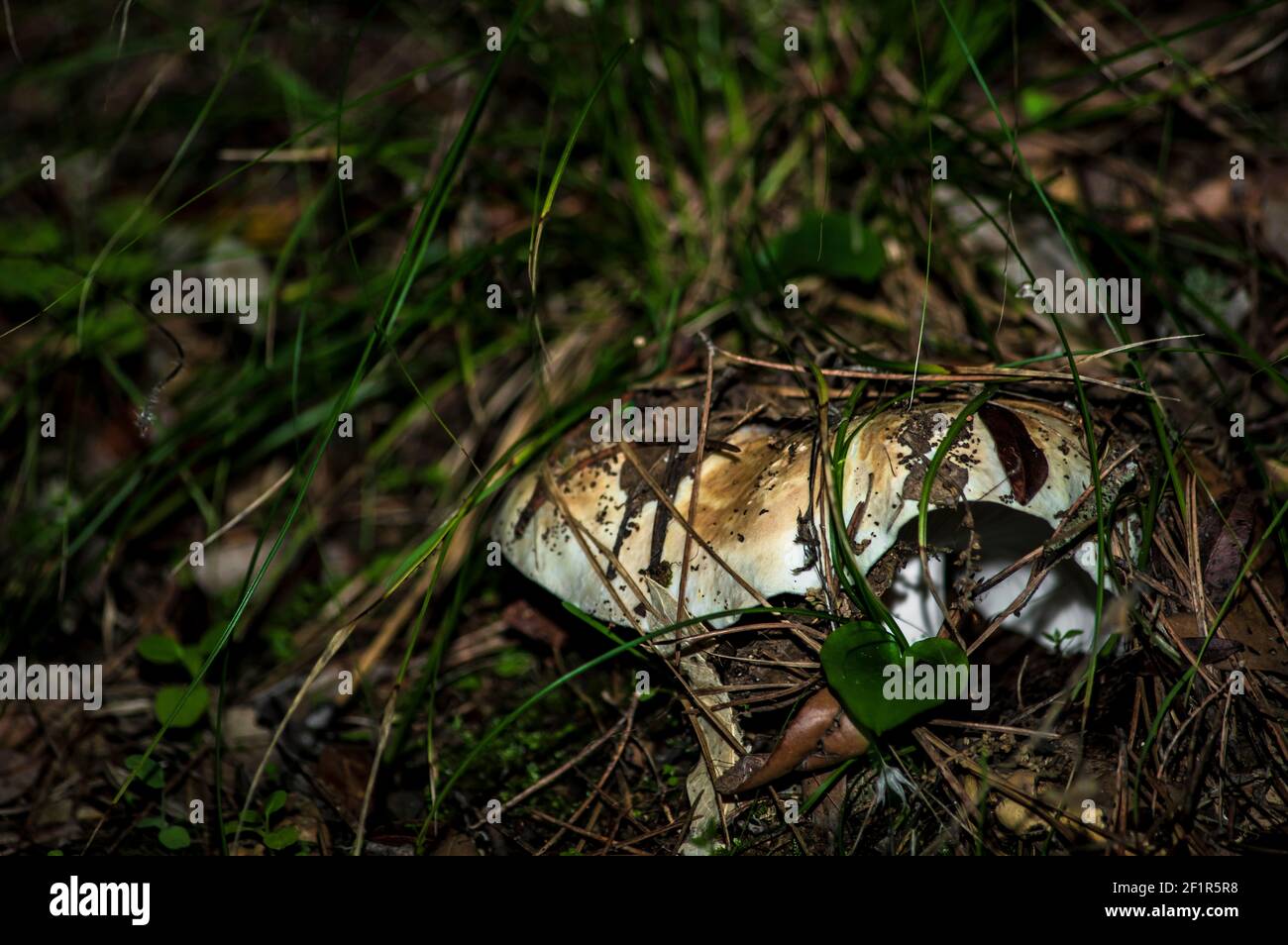 Macro gros plan photographie de champignons et de sous-croissance dans la nature Sardaigne Banque D'Images