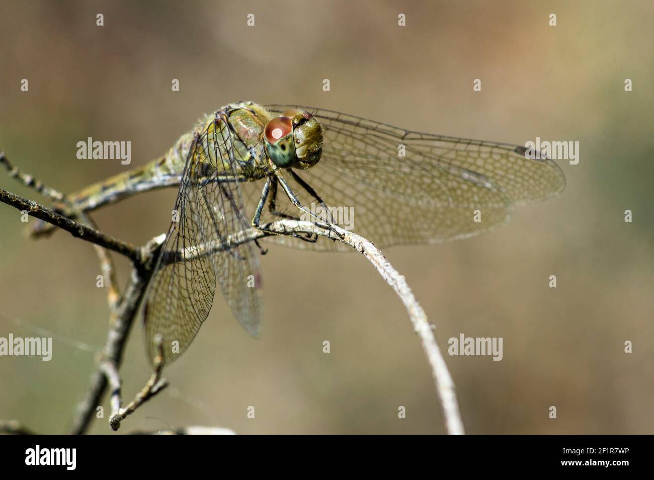 Libellules Macro photographie dans la campagne de la Sardaigne Italie, en particulier, Détails Banque D'Images