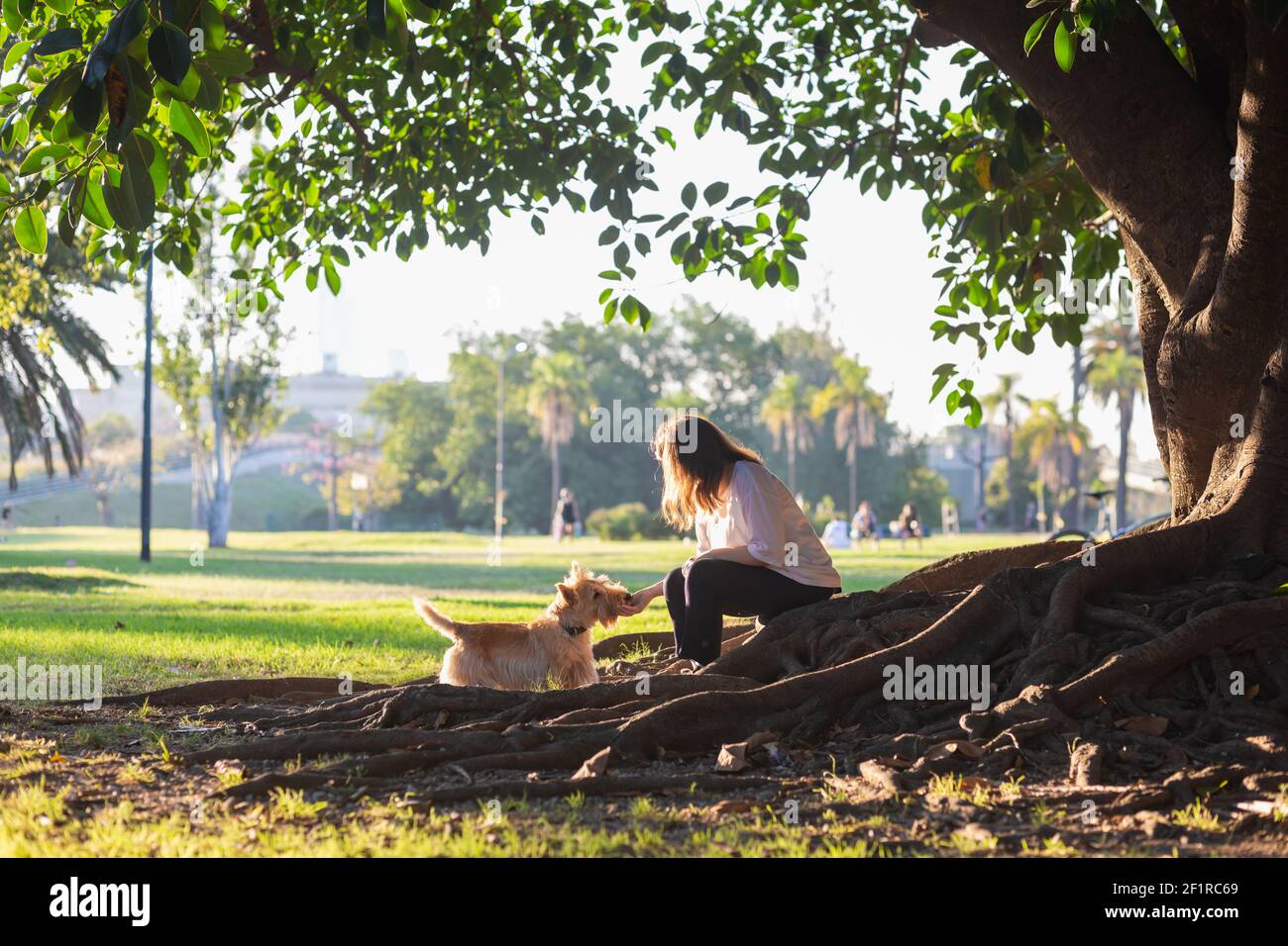 Une fille avec un chien est assise sur les racines d'une énorme ficus arbre dans le parc de la ville Banque D'Images