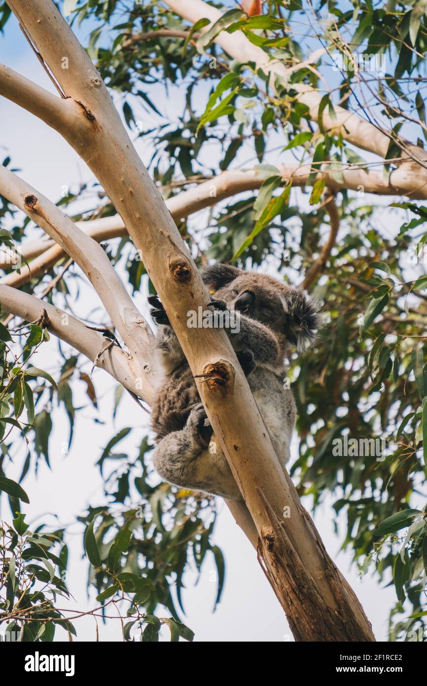 Un koala endormi sur un eucalyptus à la réserve naturelle de Tower Hill, Victoria, Australie Banque D'Images