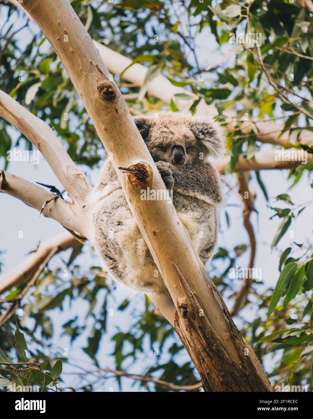 Un koala endormi sur un eucalyptus à la réserve naturelle de Tower Hill, Victoria, Australie Banque D'Images