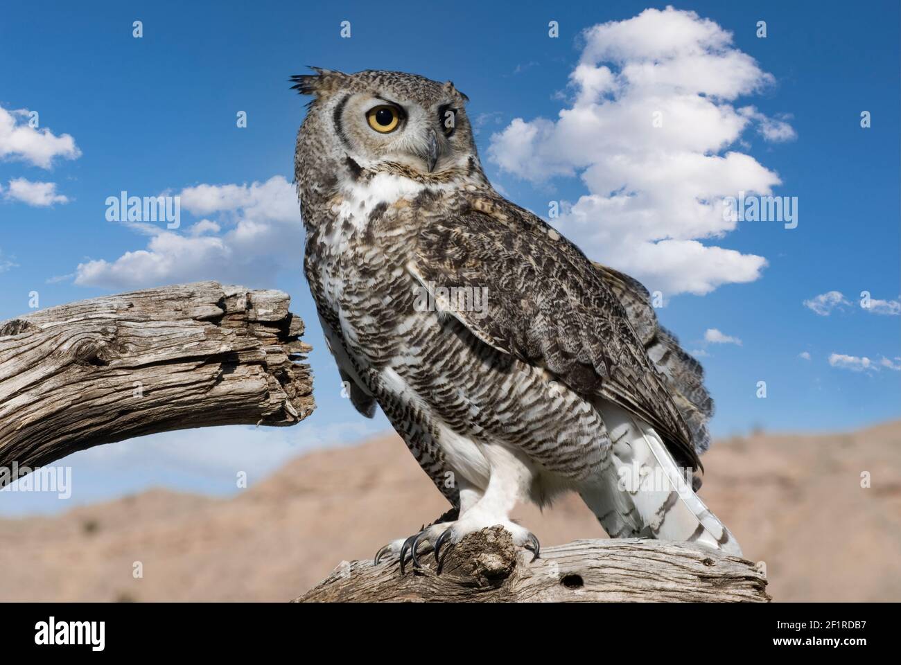 Hiboux Grand Hibou Des Cornes Nouveau Mexique Photo Stock Alamy