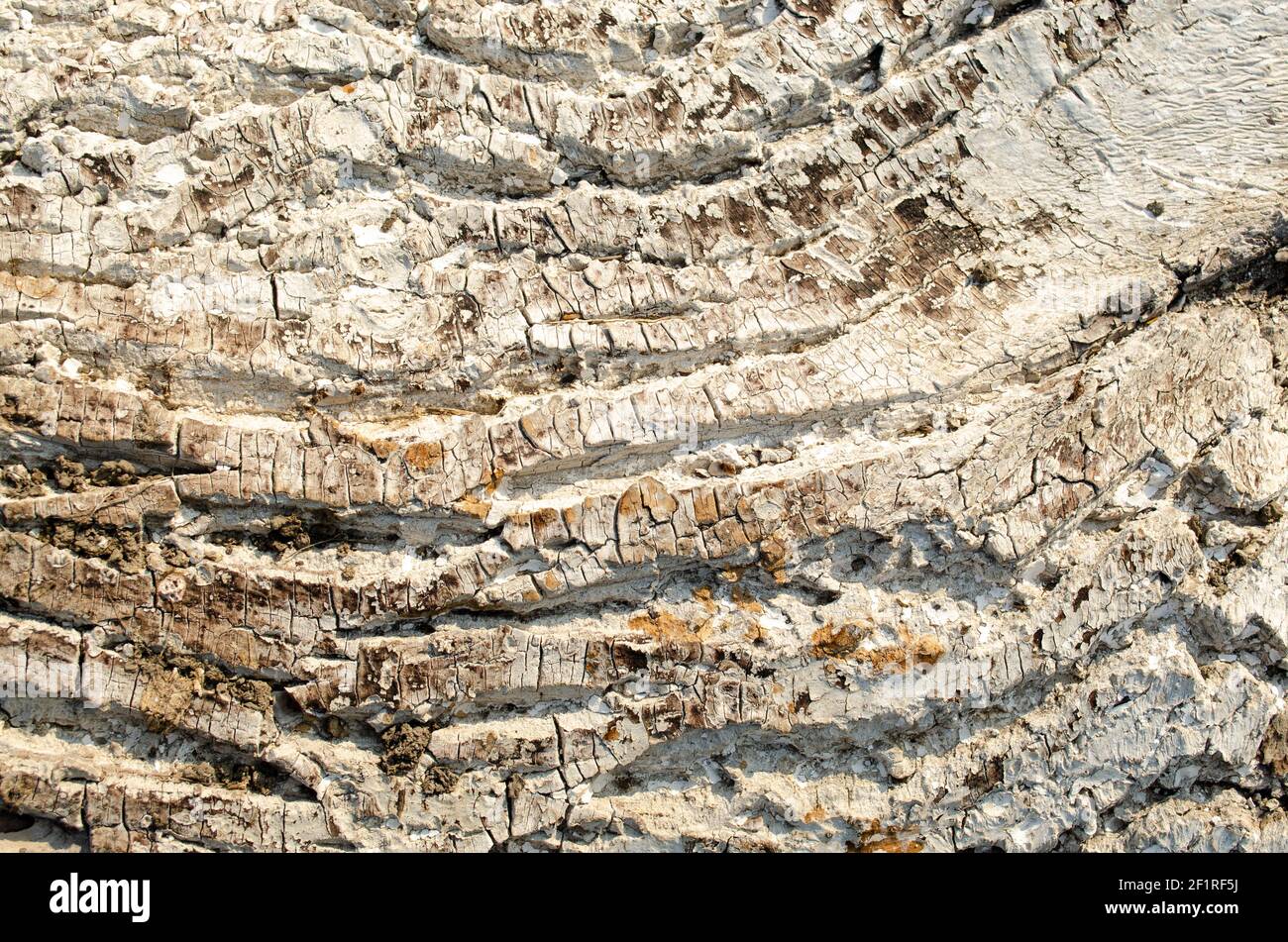 Gros plan de bois pourri blanc, texture de l'ancien bois gâté endommagé Banque D'Images