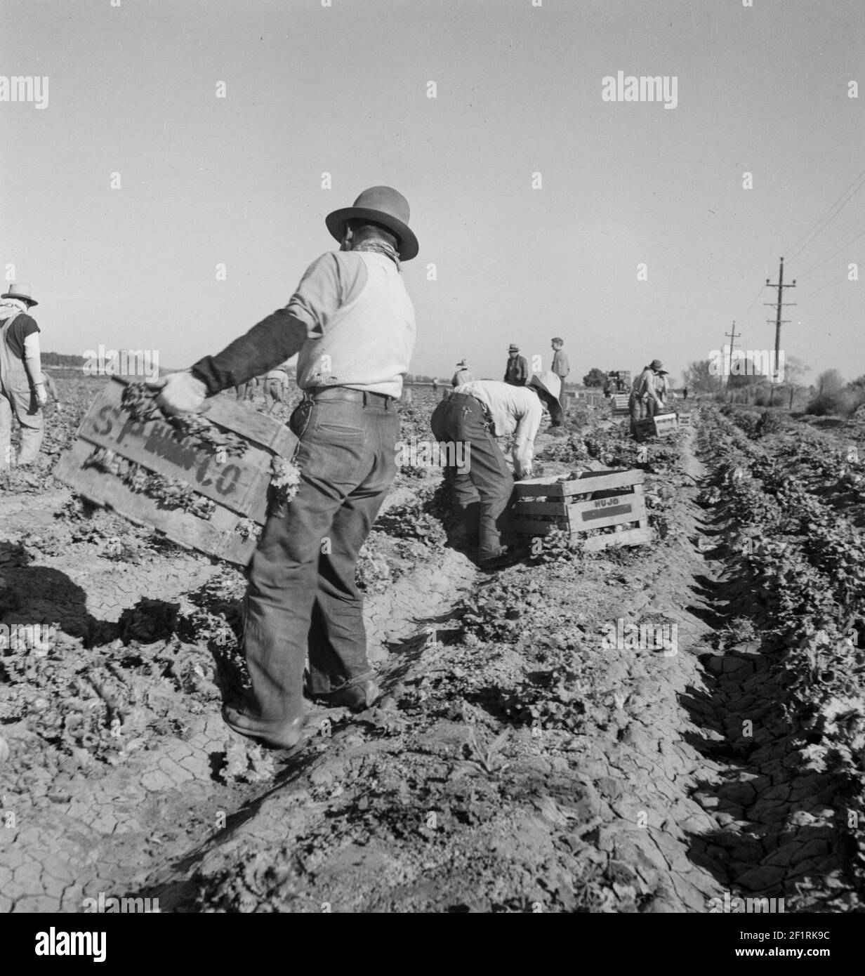 Équipe philippine de cinquante-cinq garçons coupant et chargeant de la laitue. Imperial Valley, Californie - Photographie de Dorothea Lange Banque D'Images